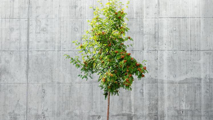 Vad kan ni som fastighetsägare eller -förvaltare göra med fastighetens naturkapital och motståndskraft i ett förändrat klimat? Ta hjälp av Calluna AB och Pussel Klimatkonsult AB för att komma vidare. Foto: Pawel Czerwinski (Unsplash.com).