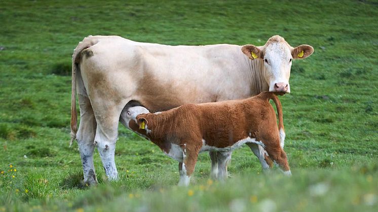 Ny rapport: Svensk mjölk- och nötköttsproduktion kan nå Parisavtalets klimatmål