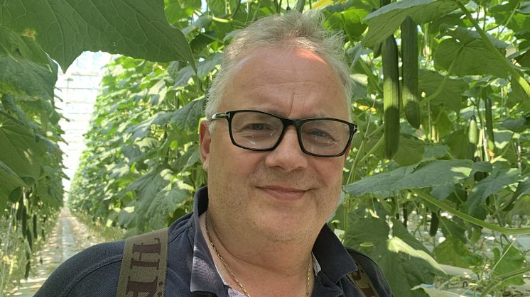 Roy Rosendahl är en erfaren grönsaksodlare. Gurka är i hans fokus nu men han har även odlat tomater.