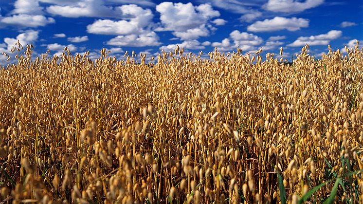 Offecct is participating in a new project that aims to make furniture from oat husks. Photo: Thomas Harrysson