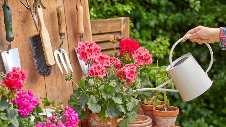 Pelargoner är tåliga men behöver vattnas extra vid torra perioder.