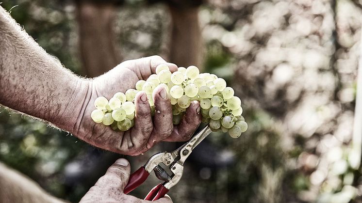 Riesling från tyska Bassermann-Jordan tar plats på Systembolaget!