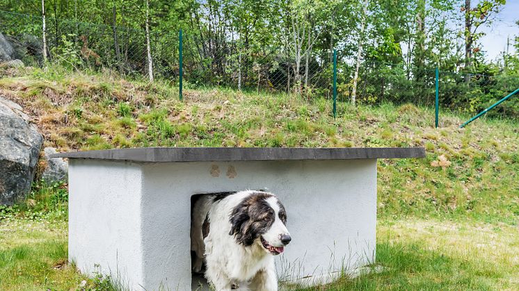 Bygg et isolert hundehus i betong 2