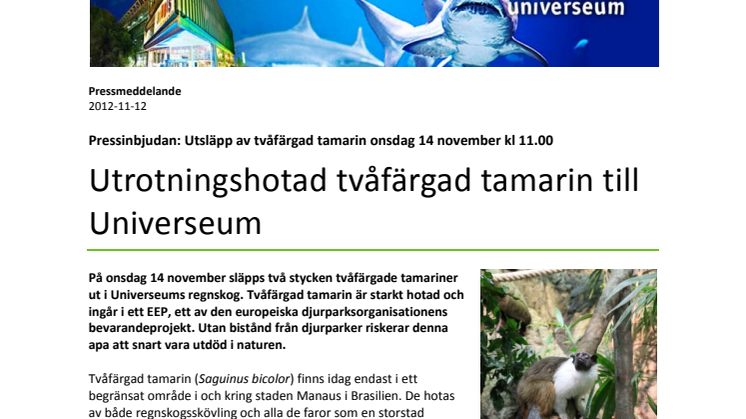 Utrotningshotad tvåfärgad tamarin till Universeum