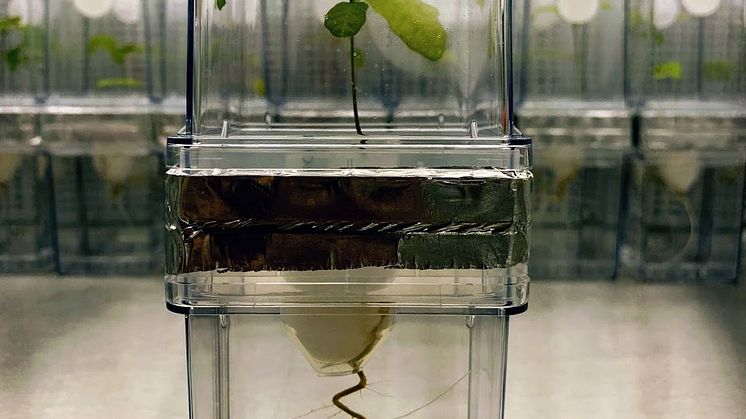 Ekplanta i labmiljö.jpg