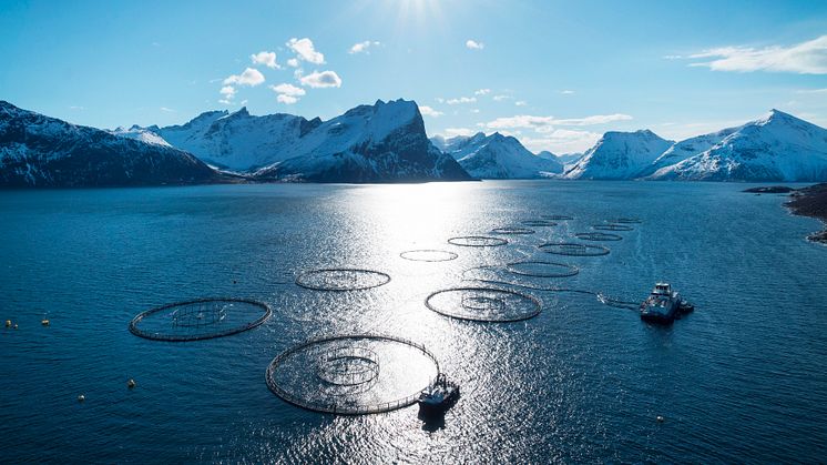 Photo credit: the Norwegian Seafood Council