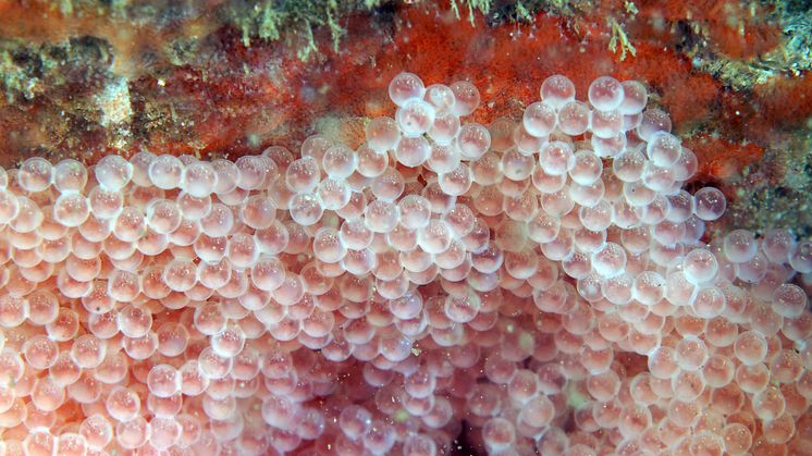 The reproduction of lumpfish is one of the focus areas in the BESTBROOD project. Here lumpfish eggs in the wild (Photo: Erling Svensen).