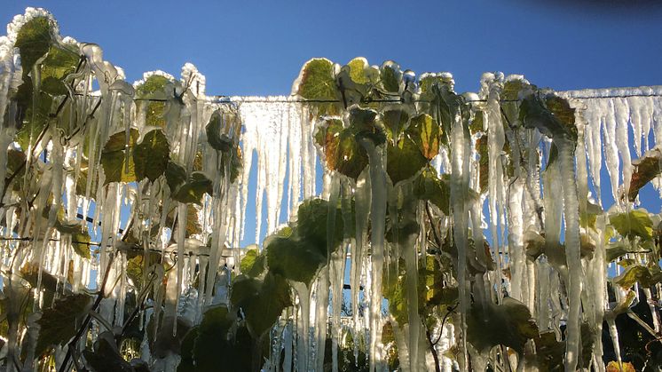 Foto: Anders Danielsson, Ödsmåls Örtagård