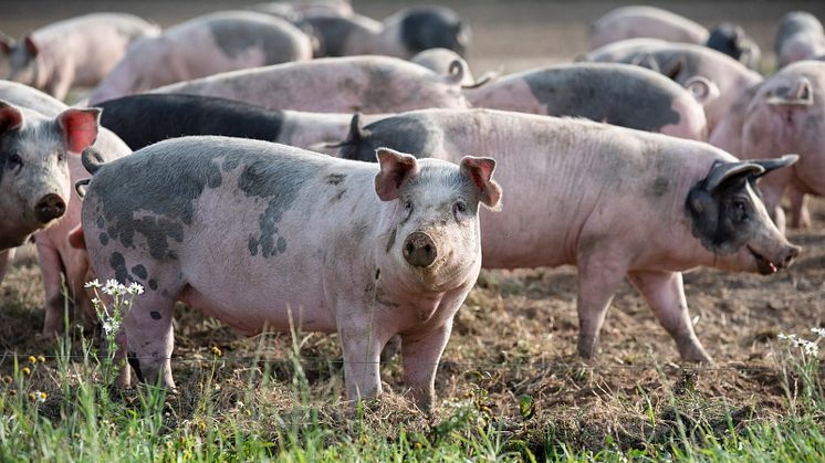 KRAV-märkta grisar får vara ute året om. Foto: KRAV