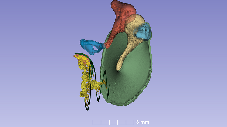 Tredimensionell bild av innerörats delar: Trumhinnan (grön) och hörselbenen hammaren (ljusgult) städet (orange) och stigbygeln (blå). Den gröna spiralen nedtill är hörselsnäckans hörmembran. Den gula strukturen är hörselnerven. 