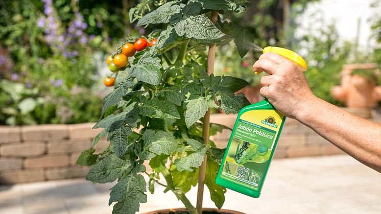 Insecticida Natural Jabón Potásico Neudosan® RTU para plantas hortícolas y ornamentales sin plagas