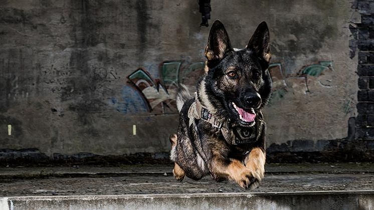 Aspirants Grym är Årets polishund 2016. Foto: Sebastian Holmgren