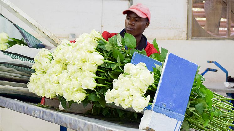 Lokala insatser i Piteå bidrar till rättvisare villkor hos producenter.        Foto: Fairtrade Sverige