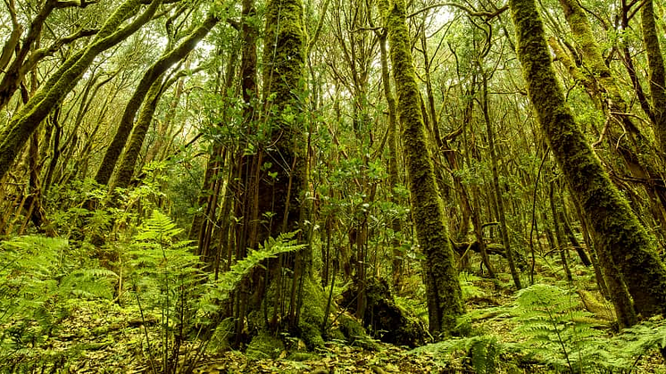 PRESS TRIP: Active tourism - La Gomera & El Hierro