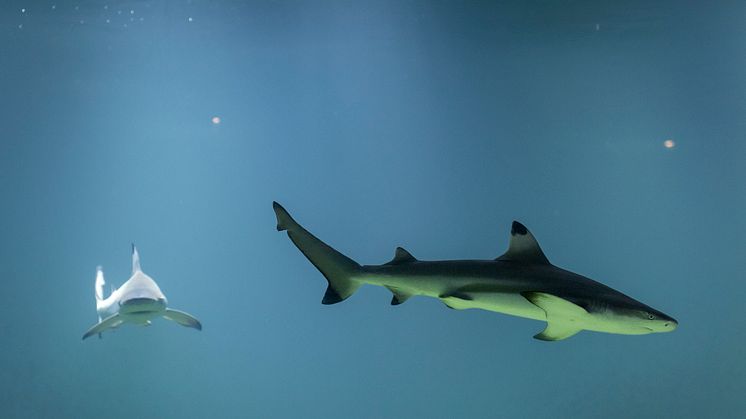 I somras flyttade två efterlängtade hajar in på Sjöfartsmuseet Akvariet. Foto: Kristin Lidell.
