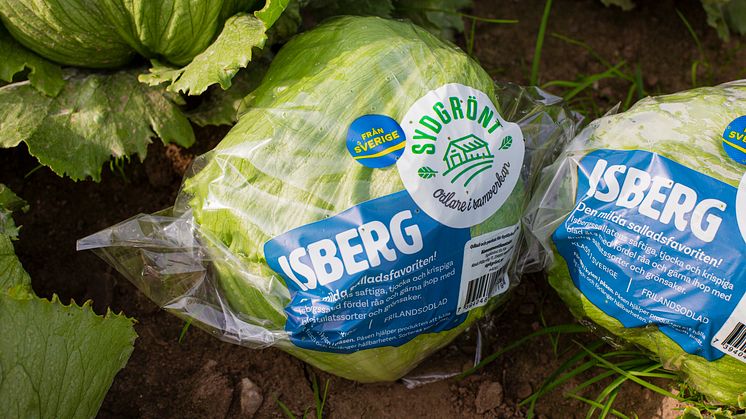 SydGrönt odlar svenska grönsaker, frukter och bär och märker med Från Sverige-märkningen