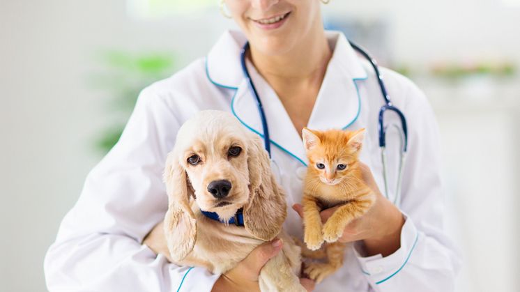 Tryg behandling af dit kæledyr hos Dyreklinikken Vestergade