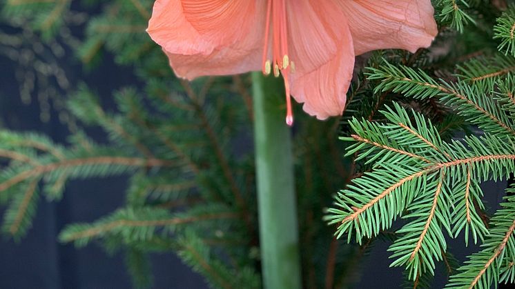 Amaryllis finns i många olika färger och de kan även ha olika form på klockorna.