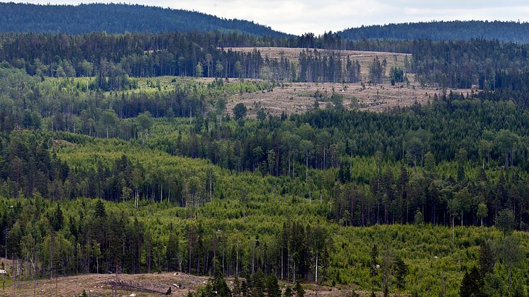 Skogsbruk med naturhänsyn är vanligt på olika ställen i världen