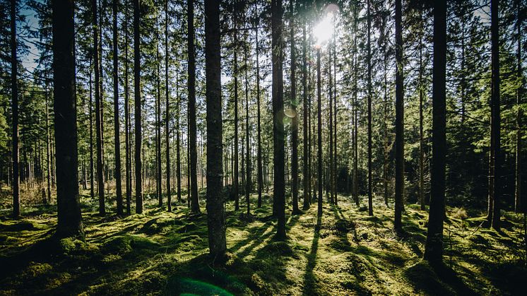 Artskyddsförordningen ändras: Begränsning av störningsförbudet i fågeldirektivet införlivas i artskyddsförordningen