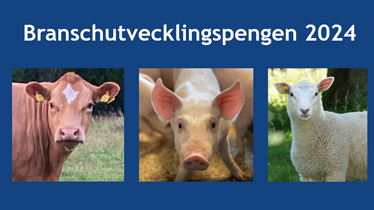 Branschutvecklingspengen stärker svensk gris-, nöt-, och lammköttproduktion