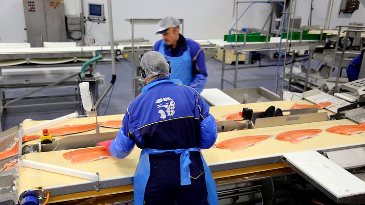​Continued increase of salmon exports