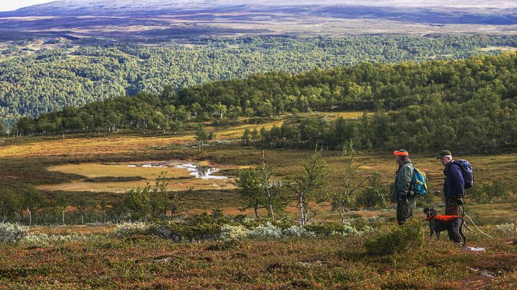 Ripjakt i Ramundberget