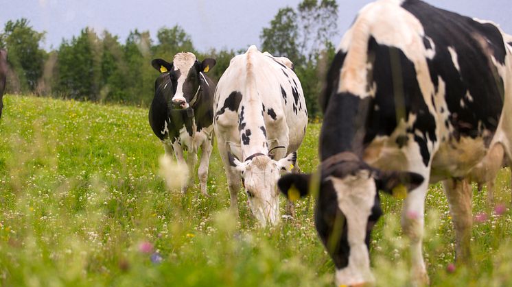 Mjölkproduktion där kor får beta på åkrar med varierade landskap gynnar många växter och djur. Det framgår av en ny rapport från Norrmejerier. Foto: Jan Lindmark.