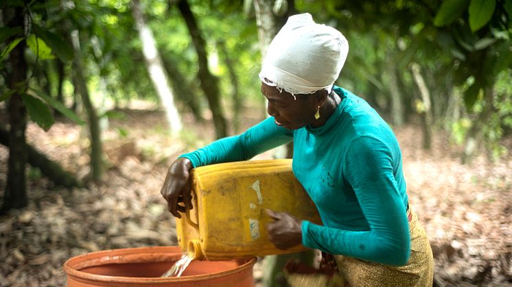 För Beatrice Boakye, Fairtrade-certifierad kakaoodlare i Ghana, är klimatförändringarna en stor utmaning. Foto: Kate Fishpool