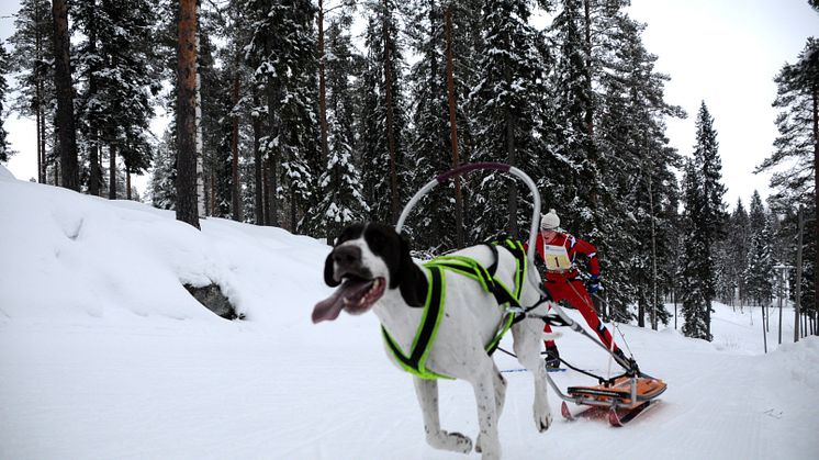 Härnösands Draghundsklubb tar ofta medaljer vid stora mästerskap. Under senaste VM blev det sex medaljer fördelade på fyra åkare. Foto: Martin Fryklund