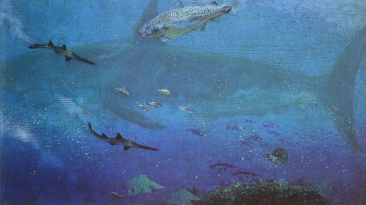 I havet runt Antarktis simmade för 35-50 miljoner år sedan både jättehajar, rockor, såghajar, havsmusartade fiskar och torskfiskar. Illustration: Marcelo Reguero, Museo de La Plata