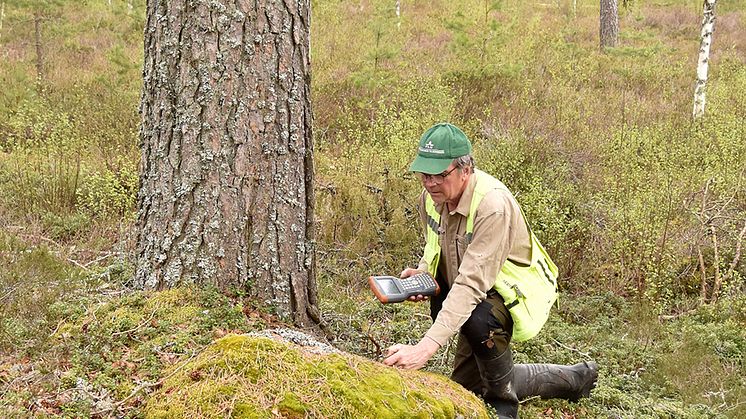 Inventering av arter i Ydre, Östergötland. Fotograf: Åke Bruhn, SLU