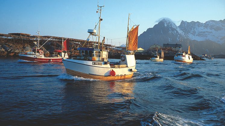 Um 4 Uhr morgens fahren die Skreiboote aufs Meer hinaus. Um die Mittagszeit, wenn es gerade hell geworden ist, kommen sie mit frischer Ware zurück