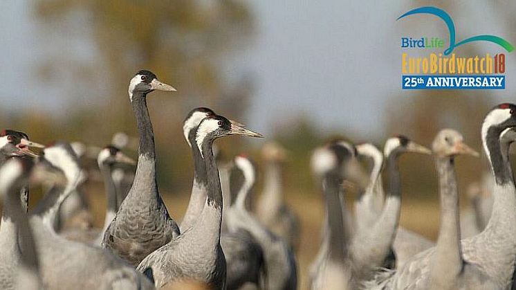 Euro Birdwatch18 - En av världens största fågelräkningar