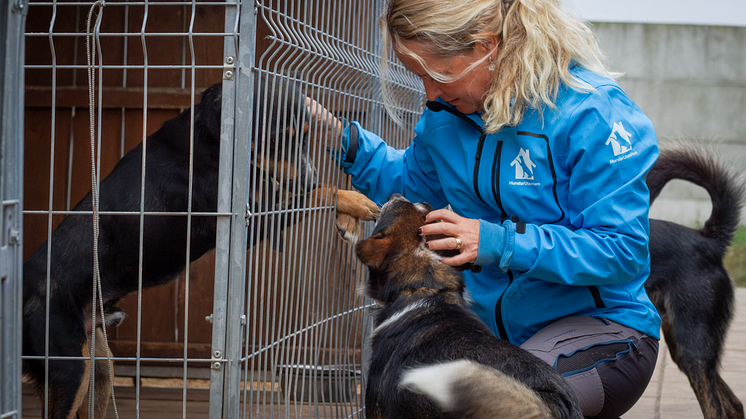 Hundar Utan Hem ger avlivningshotade hundar en andra chans – öppnar 90-konto för att rädda fler