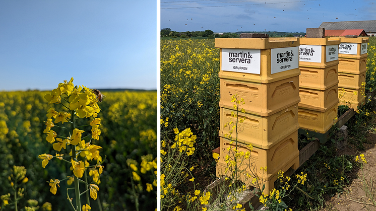 Bilder på bikupor och bin vid rapsfält/pressbilder från Beefarm.