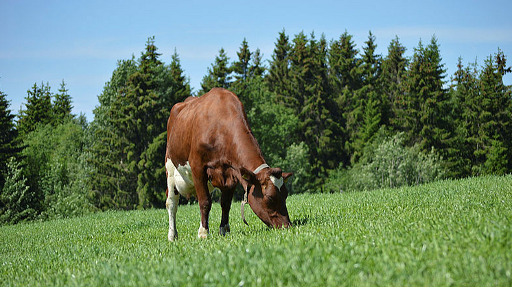 A new trait that has been developed to assist dairy farmers in identifying Norwegian Red genetics with improved feed efficiency.  Photo: Eva Husaas.