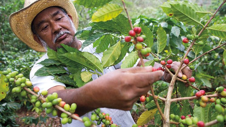 Truet: Tilgangen til kaffe er truet, og forskere verden rundt leter etter måter for å sikre din fremtidige kaffekopp. 