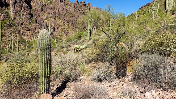 Superstition Mountains i Sonoraöknen