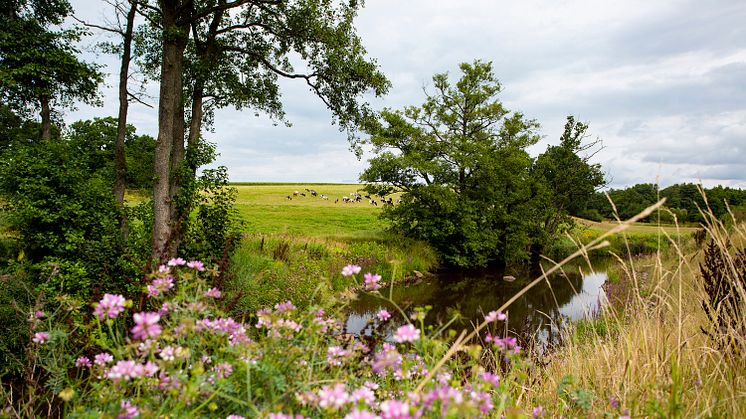 Bäljane å är ett biflöde till Rönne å som Klippans vattenverk släpper ut sitt renade vatten i. Foto: Klippans kommun.