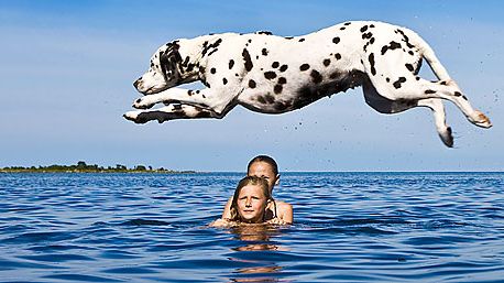 Sommaren en farlig tid för hunden