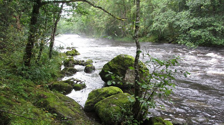 Örekilsälven har blivit naturreservat