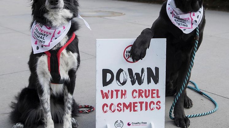 En grupp hundar samlades utanför FN:s högkvarter för att delta i kampanjen mot djurförsök under onsdagen 24 januari I New York. Andrew Kelly/AP Images for The Body Shop. 