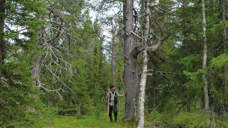 Tolv procent av skogsmarksarealen utgörs av skog äldre än 140 år och arealandelen i åldersklassen 81-120 år har sedan mitten av 1970-talet nästan halverats. Foto: Johan Bergstedt, SLU Riksskogstaxeringen.