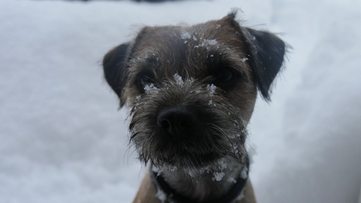 Så skyddar du din hund mot vinterkylan! 