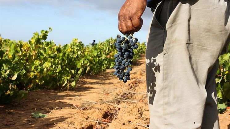 Spännande sydafrikansk Sverigepremiär 1 mars - Fairtrademärkta Rooted Cinsault