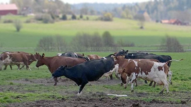 Betessläpp för djur på KRAV-märkta gårdar