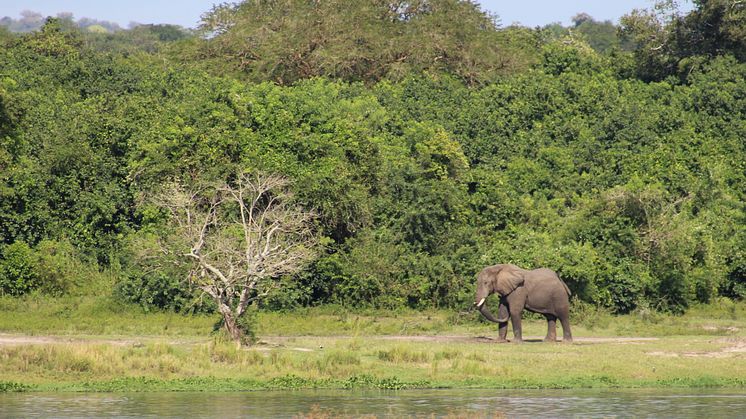 Elefant i Uganda