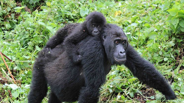 En jämförelse mellan historisk och nutida arvsmassa från östlig bergsgorilla visar att minskningen av antalet individer har lett till ökad inavel och en försämrad genetisk variation.  Foto: Amy Porter, Dian Fossey Gorilla Fund International