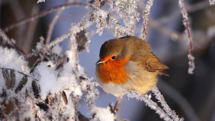 Rödhake, en av många fina vinterfåglar i Facebookgruppen Fåglar inpå knuten. Foto: Christina Amundberg